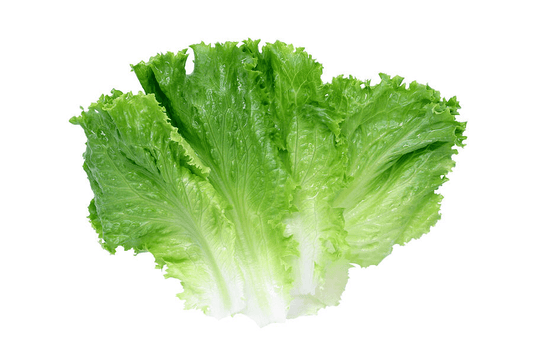 Lettuce