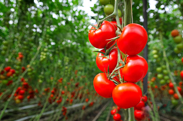Tomatos