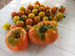 Tomatos